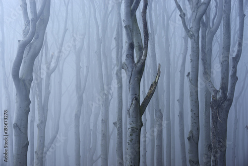 Coastal Beech forest with fog, Western Pomerania, Germany