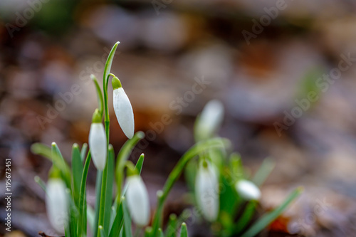 Snowdrop flowers in spring forest close up (Galanthus nivalis)