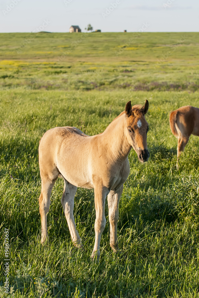 Horse foal on pasture. A herd of wild horses shown on Water island in atmospheric Rostov state reserve