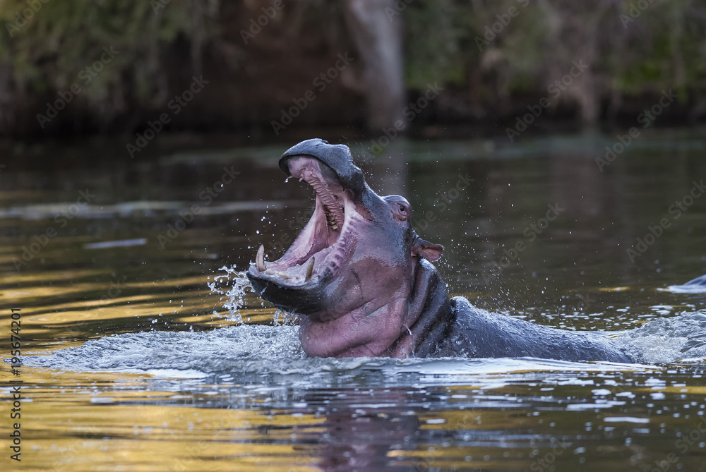 Fototapeta premium Hippopotamus , Kruger National Park