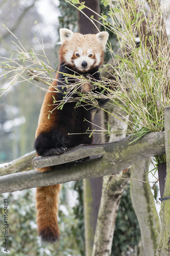 Fototapeta Naklejka Na Ścianę i Meble -  Panda red eating bamboo leaves on a branch.