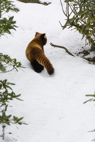 Fototapeta Naklejka Na Ścianę i Meble -  Panda red on the snow while craning to the stick.