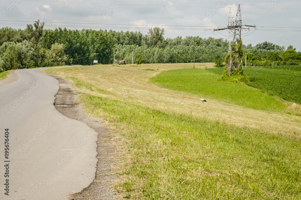 Access to the forest on an artificial lake near the town of Novi Sad 