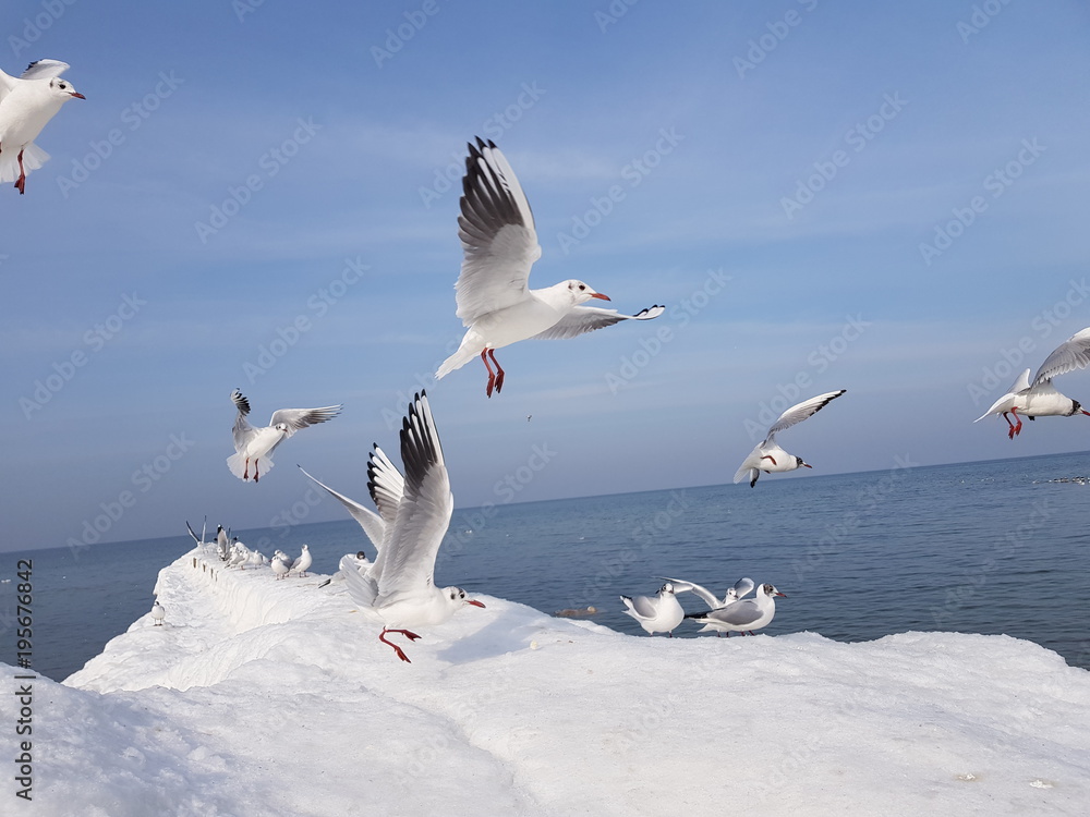 Fototapeta premium gulls