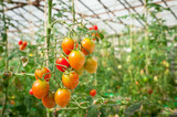 Tomate plant