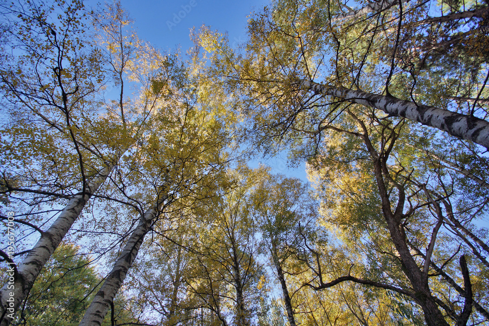 Autumn Landscape with yellow trees, Vitosha Mountain, Sofia City Region, Bulgaria Autumn Landscape with yellow trees, Vitosha Mountain, Sofia City Region, Bulgaria