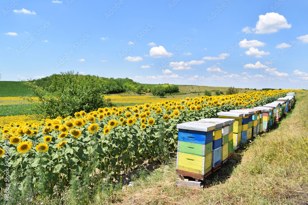 Colorful beehives in sunflower field Colorful beehives in sunflower field