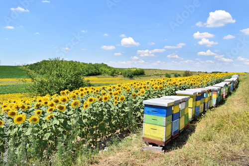 Colorful beehives in sunflower field