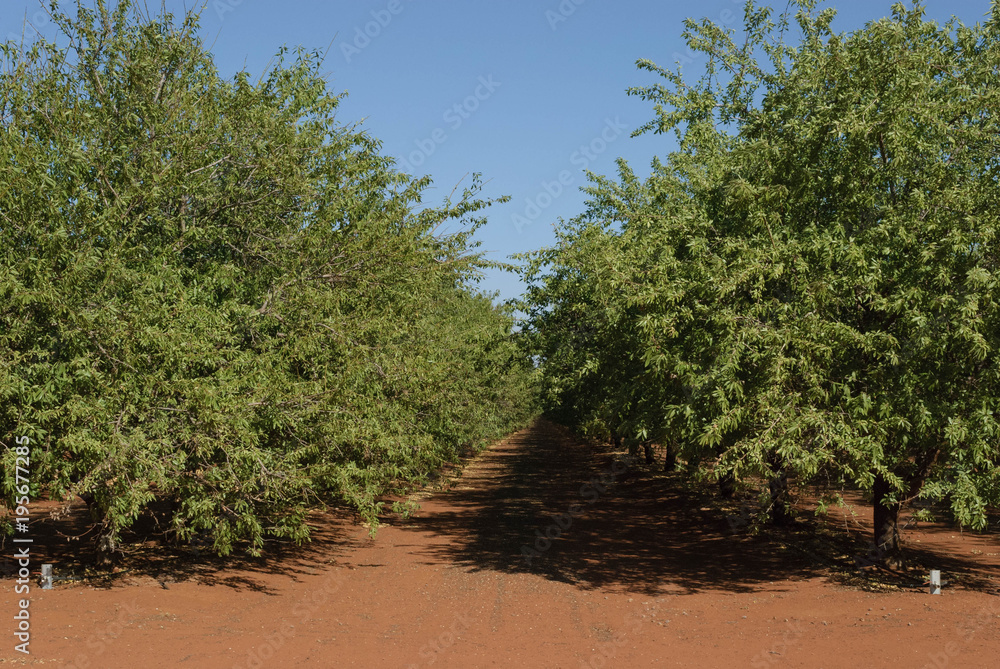 Obraz premium agriculture