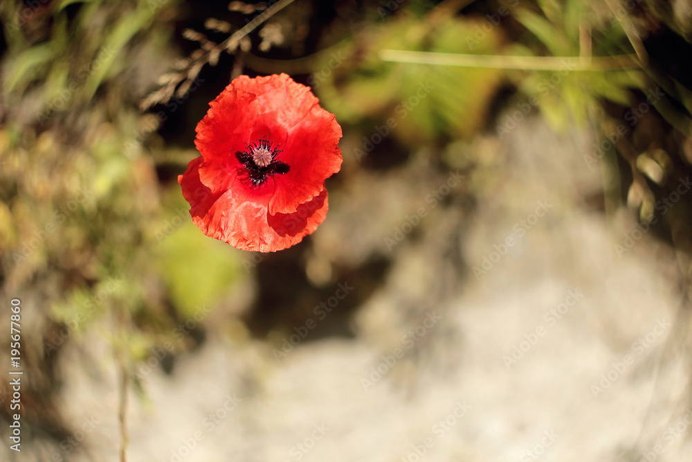 A single red poppy against blurred background A single red poppy against blurred background