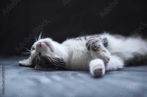Little grey domestic kitten sleeping photo