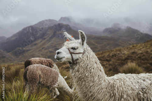 Llama at highlands photo