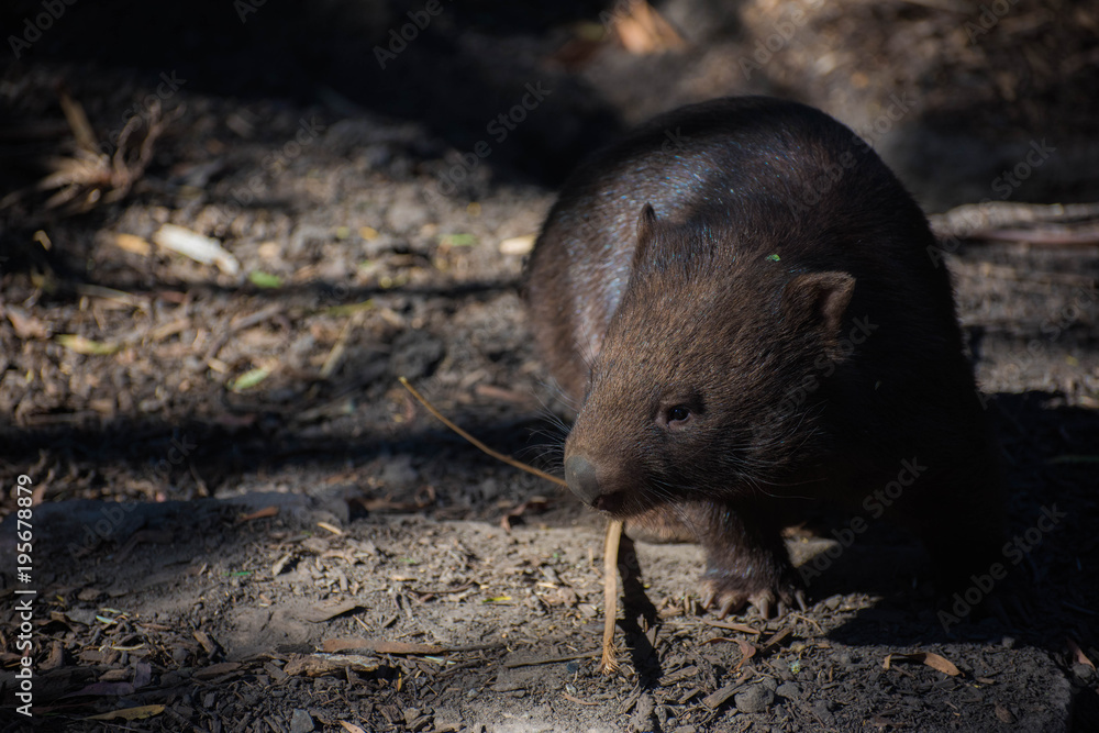 Wombats are short-legged, muscular quadrupedal marsupials that are native to Australia. Wombats are short-legged, muscular quadrupedal marsupials that are native to Australia.