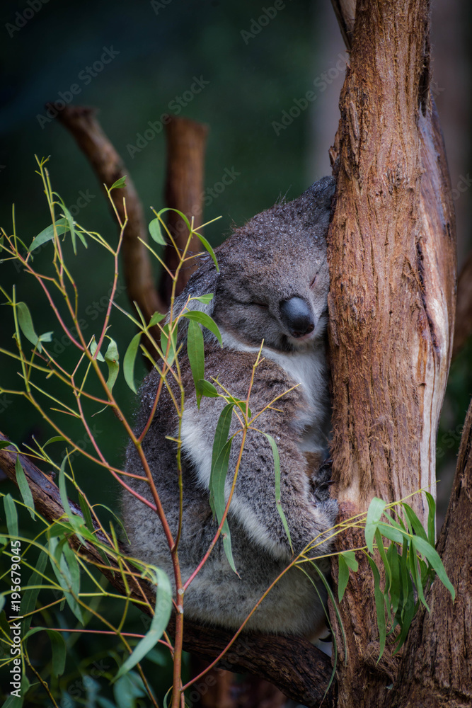 Fototapeta premium The koala is an arboreal herbivorous marsupial native to Australia. It is the only extant representative of the family Phascolarctidae and its closest living relatives are the wombats.