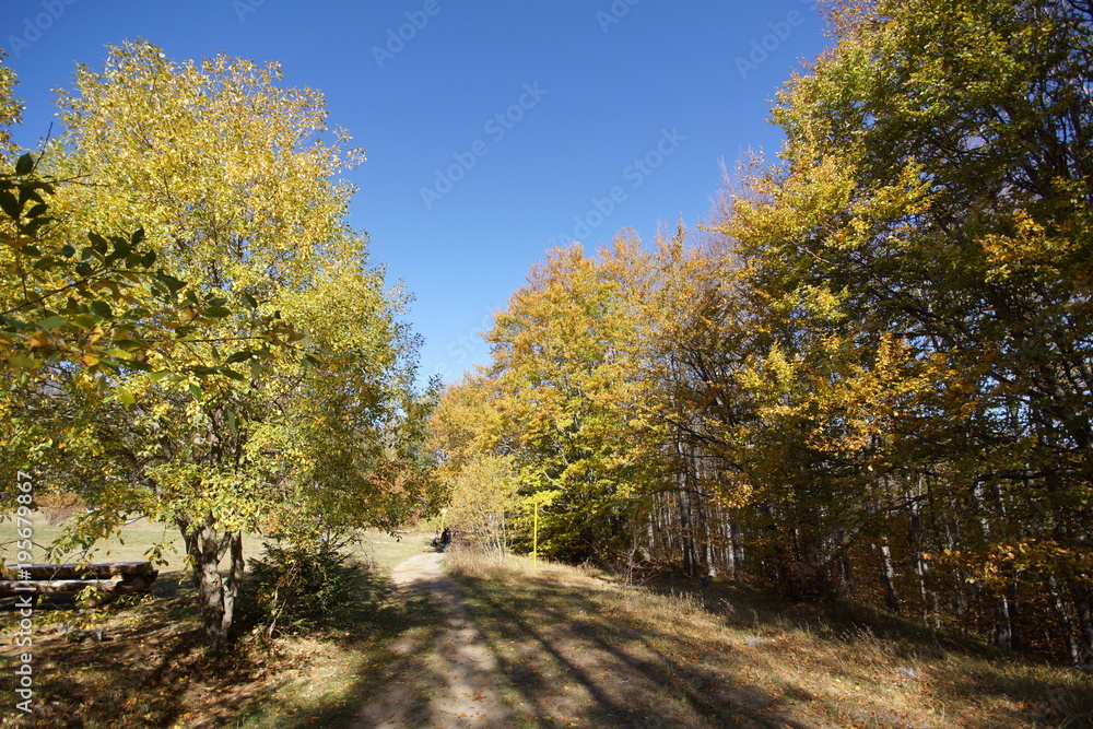 Autumn Landscape with yellow trees, Vitosha Mountain, Sofia City Region, Bulgaria Autumn Landscape with yellow trees, Vitosha Mountain, Sofia City Region, Bulgaria