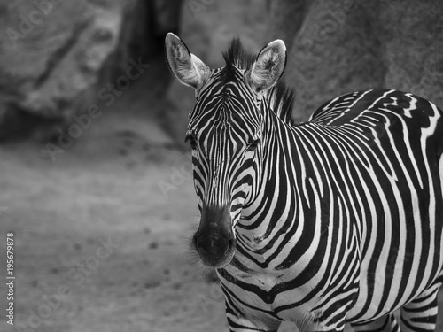 portrait of zebra in black and white, with exchange of looks