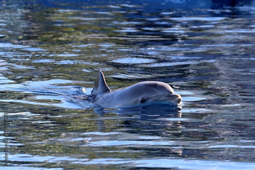 delfines 