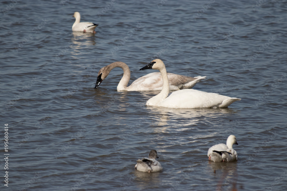 Trumpeter Swans and Snow Geese Trumpeter Swans and Snow Geese