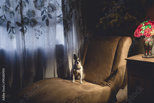 A small dog sitting in warm lamp light on a chaise lounge by the window
