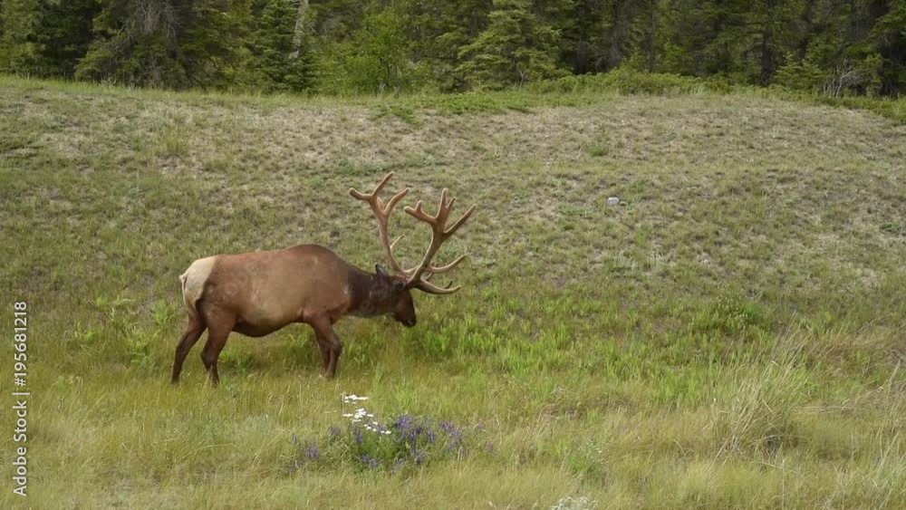 Wild Elk or Wapiti (Cervus canadensis) in Banff National Park, Alberta, Canada Wild Elk or Wapiti (Cervus canadensis) in Banff National Park, Alberta, Canada