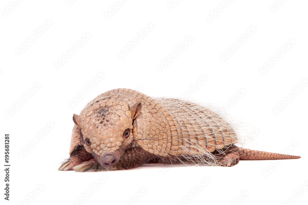 Obraz premium Six-banded armadillo on white