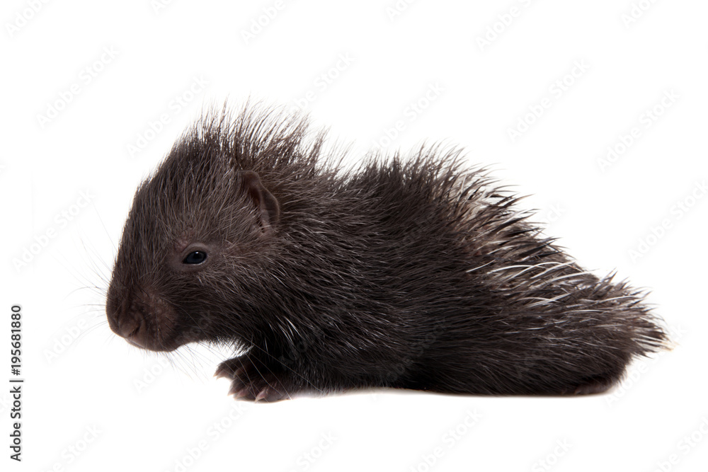 Indian crested Porcupine baby on white Indian crested Porcupine baby on white