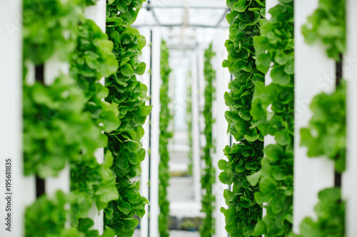 Lettuce and greens grown vertically and sustainably using aquapo photo