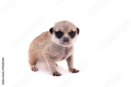 The meerkat or suricate cub, 2 month old, on white