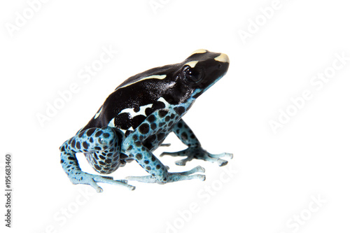 Awarape Dyeing Poison dart frog, Dendrobates tinctorius, on white photo