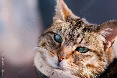 Tabbby cat gazing at camera laying against flowerpot