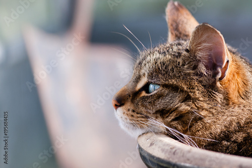 Tabbby cat basking in sunshine laying against flower pot