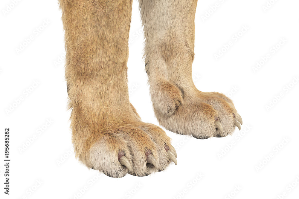 Obraz premium Lion paws wild big claws, close view. 3D rendering