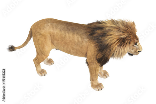 Fototapeta Naklejka Na Ścianę i Meble -  Lion feline young and strong. 3D rendering