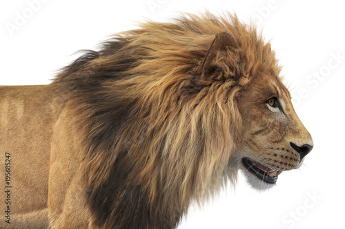 Fototapeta Naklejka Na Ścianę i Meble -  Lion african feline dangerous hunter, close view. 3D rendering