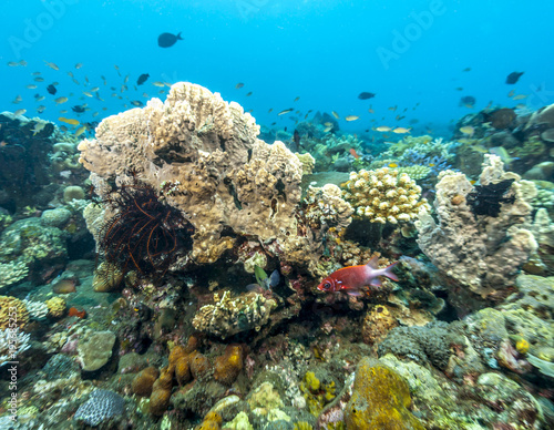 Fototapeta Naklejka Na Ścianę i Meble -  Coral reef off coast of Bali