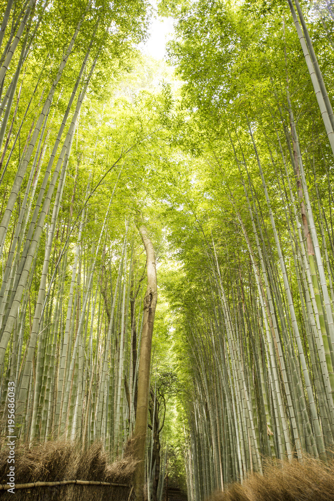 Beautiful path running through a bamboo forest. Beautiful path running through a bamboo forest.