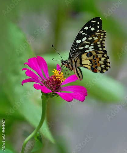 butterfly and pink flower