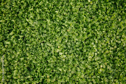 Micro greens being grown in a greenhouse.