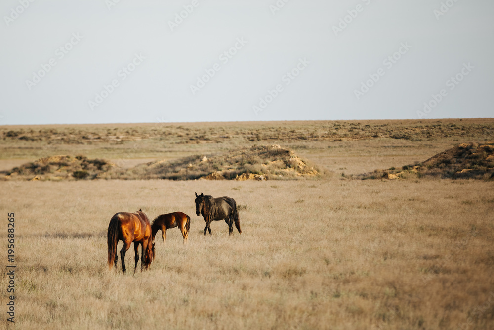 wild horses in kazakh steppe at sunset wild horses in kazakh steppe at sunset