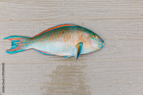 Parrot fish lay on wooden floor. Beautiful colors