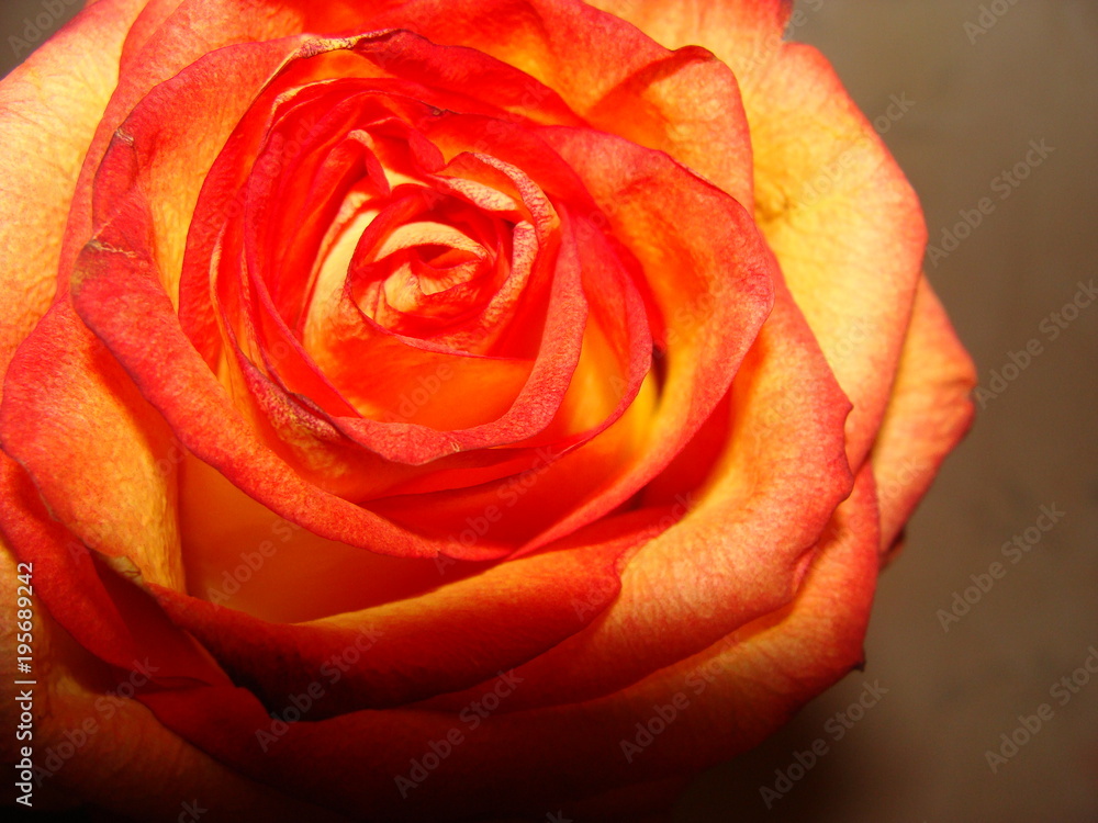 A beautiful multi-colored rose in the garden bloomed. A beautiful multi-colored rose in the garden bloomed.