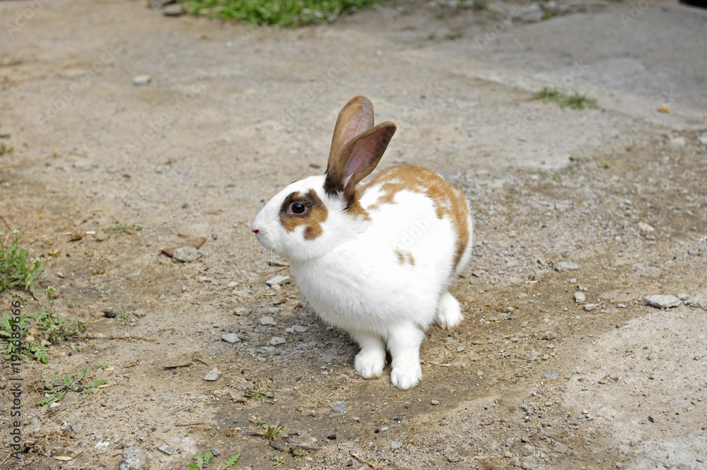 The rabbit in the wild nature