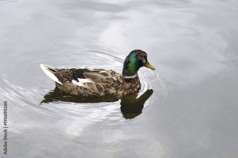 Obraz premium beautiful duck with mother-of-pearl neck, swims in the lake