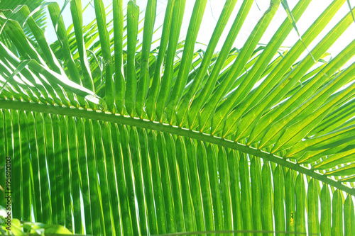 Coconut leaf backdrop