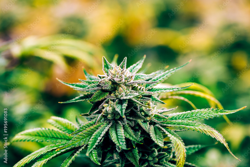 Cannabis Heaven Cannabis Heaven