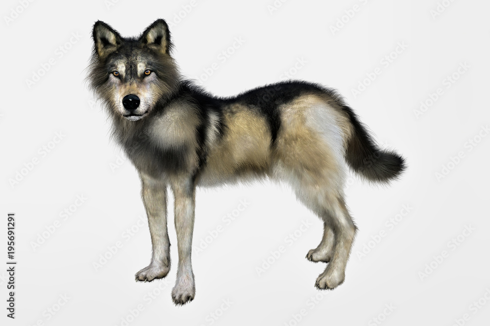 3D rendering of a gray and brown wolf isolated on white background 3D rendering of a gray and brown wolf isolated on white background