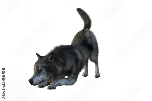 3D rendering of a gray and brown wolf isolated on white background