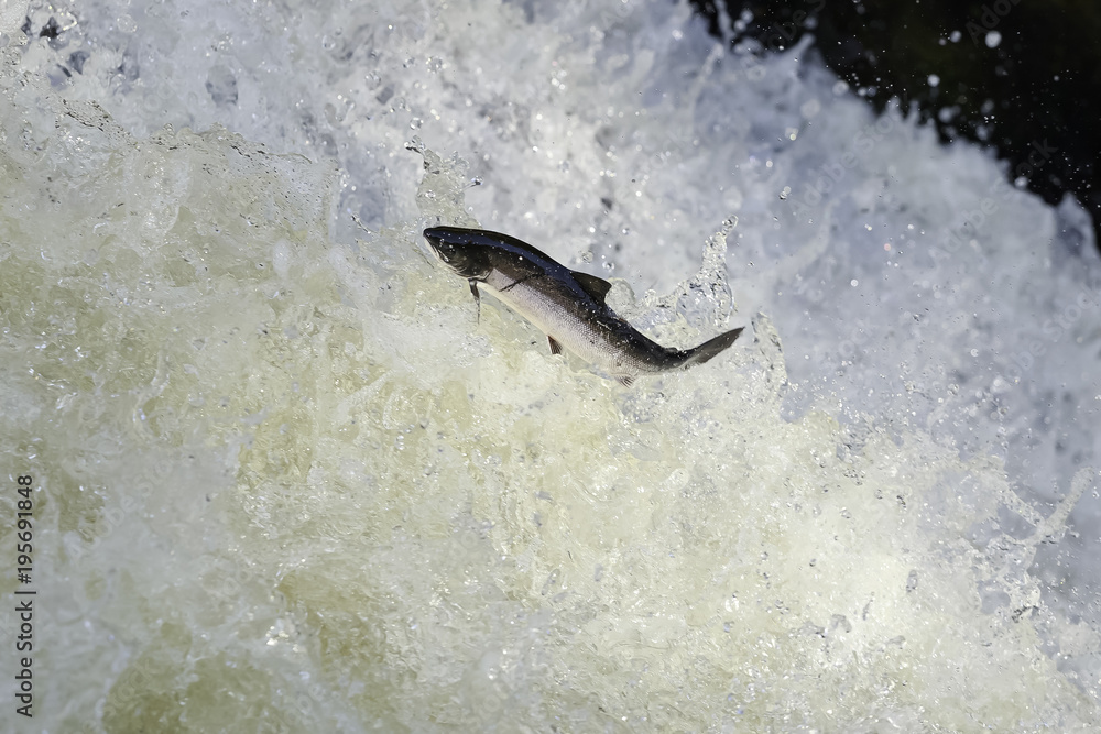 Fototapeta premium The mighty atlantic salmon travelling to spawning grounds during the summer in the Scottish highland. The salmon in this picture is leaping up the a very large waterfall called the Falls of Shin 