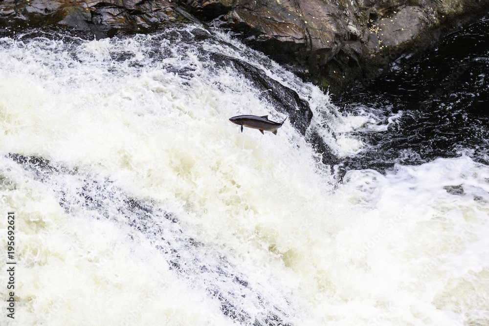 Obraz premium The mighty atlantic salmon travelling to spawning grounds during the summer in the Scottish highland. The salmon in this picture is leaping up the a very large waterfall called the Falls of Shin 