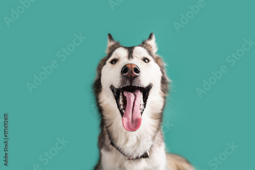 Husky Dog Isolated on Colored Background